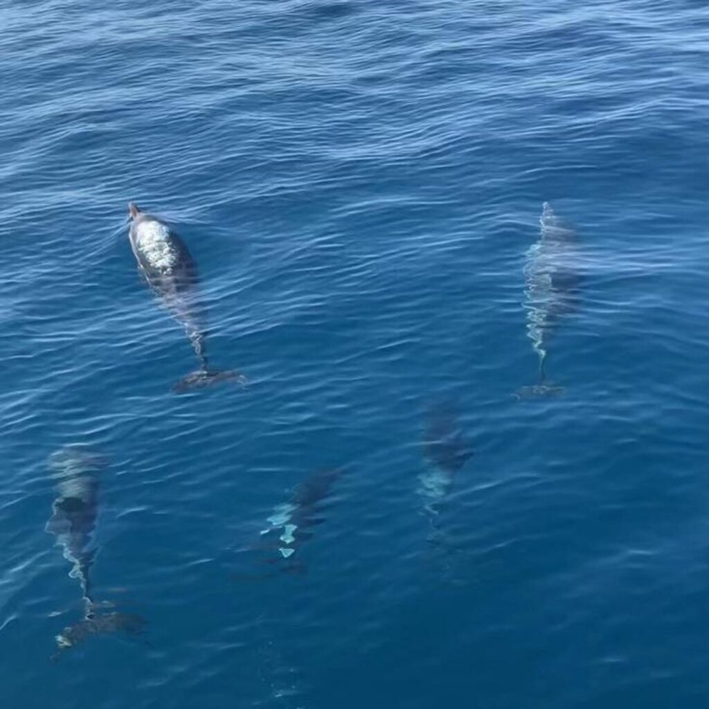 Immagine-WhatsApp-2025-03-27-ore-12.44.28_575e4f8a-e1743087363603-r3hc9wisydqfhc68s8yj46k1t55oy9sg1balbvckxs