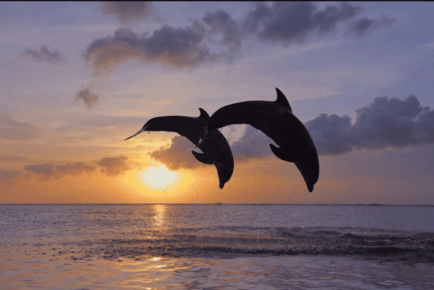Dolphin Sunset Tour in Taormina